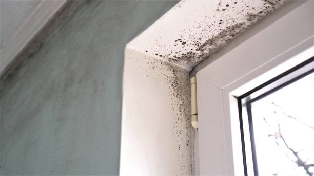 Professional Mold Removal in Bradford, TN