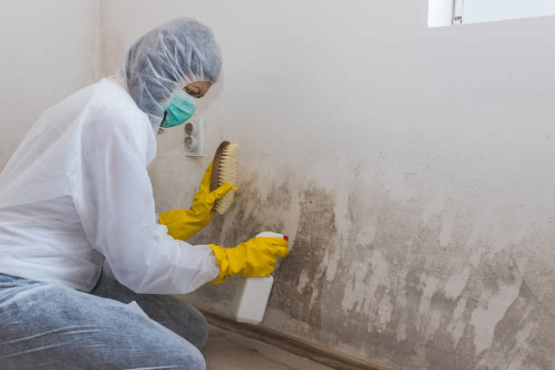 Best Toxic Mold Removal  in Bradford, TN