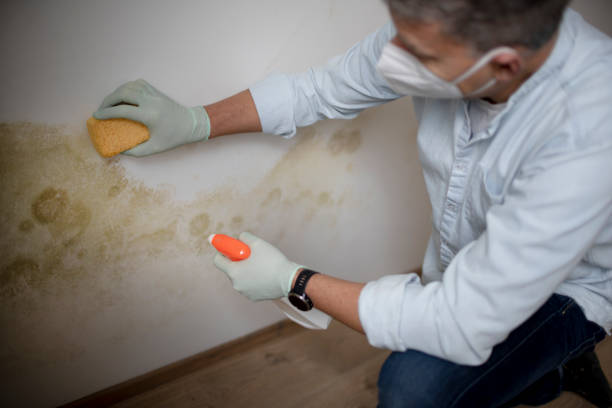 Professional Mold Removal in Bradford, TN
