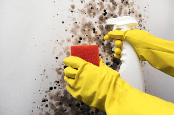 Best Residential Mold Removal  in Bradford, TN