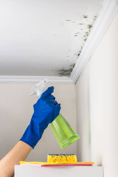 Best Home Mold Removal  in Bradford, TN